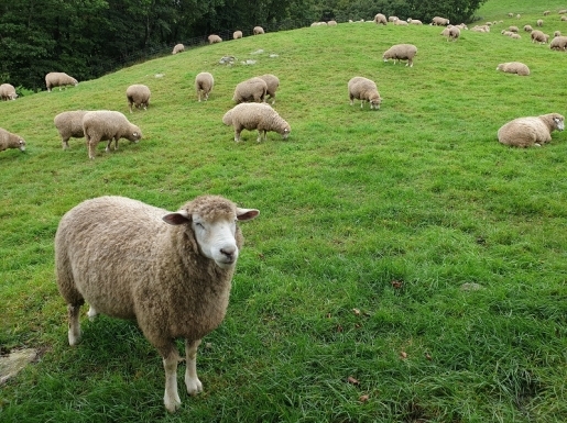 ���� ����6