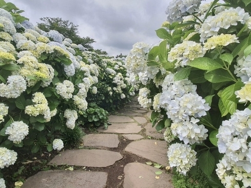 ���� ����4