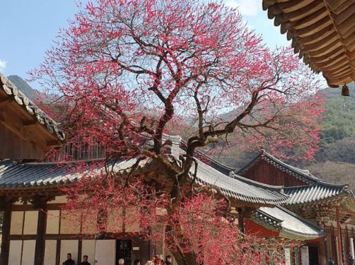 ���� ����4