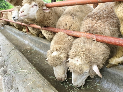 ���� ����4