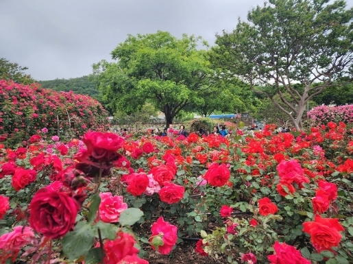 ���� ����5