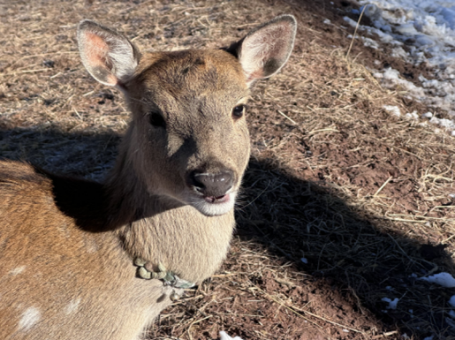 ���� ����5