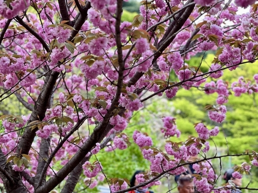 ���� ����1