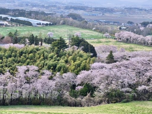 ���� ����4